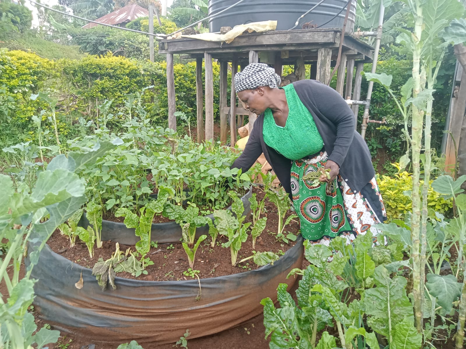<strong>Women building resilience to climate change through organic farming</strong>