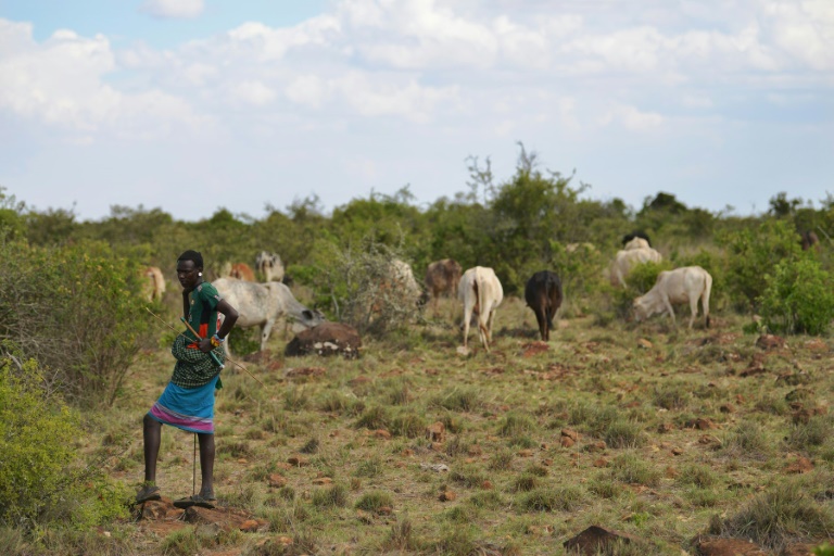 Police officer shot dead in bandit ambush while recovering over 30 stolen cattle in Meru