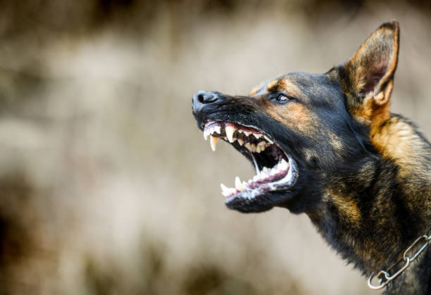 KWS launches free dog vaccination exercise after rabies found in hyenas