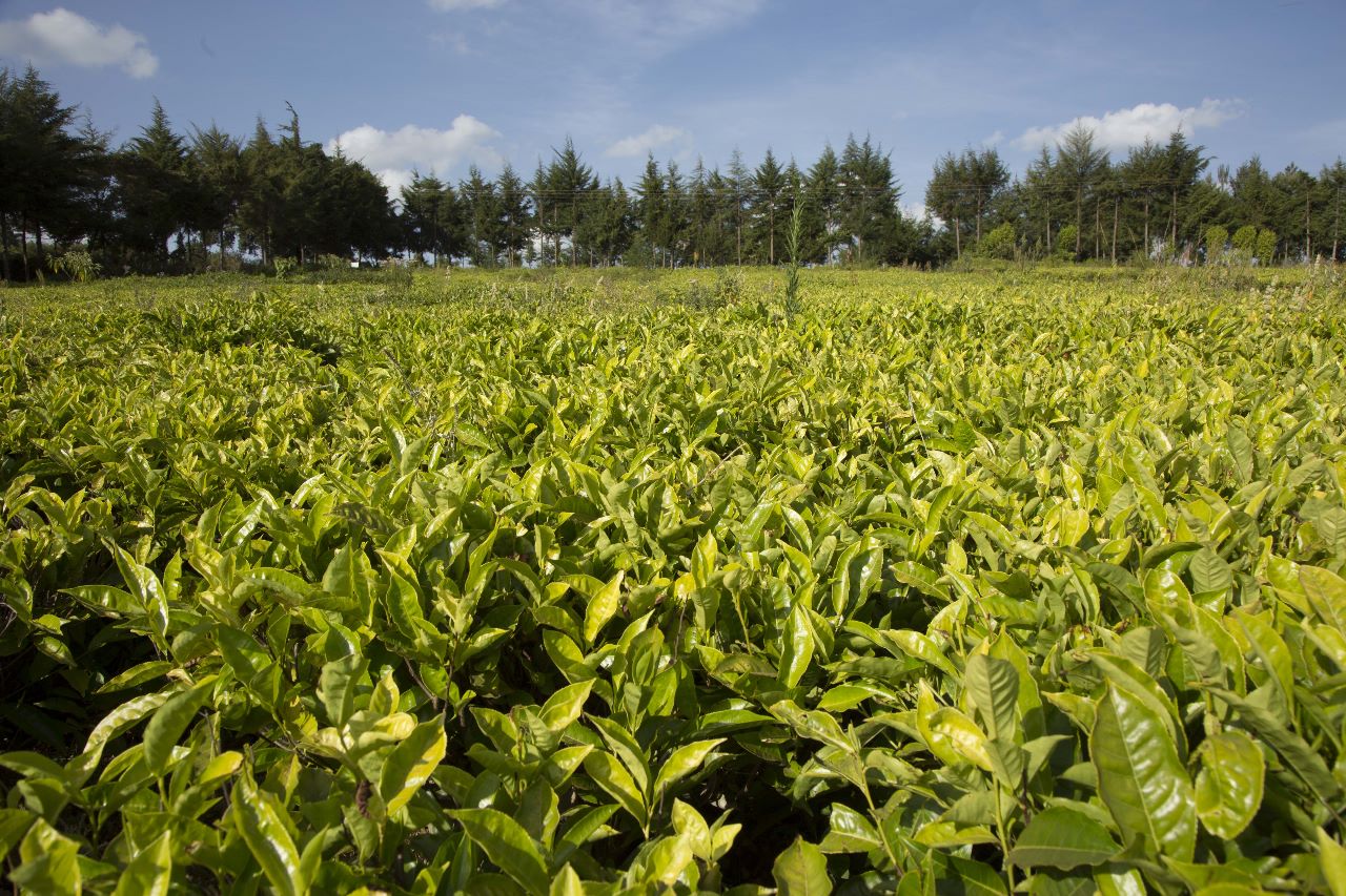 Kericho Governor Mutai directs hospitals to offer free private counselling to sexual abuse victims in tea plantations