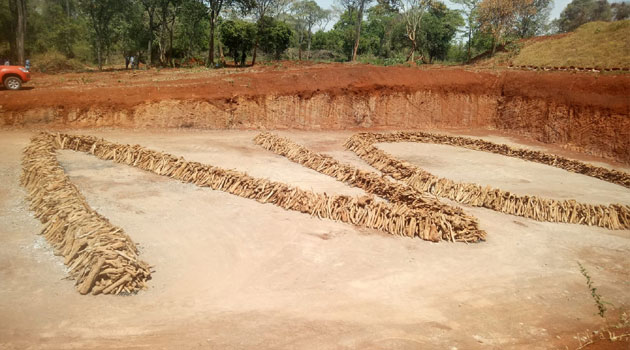 Kenya destroys 13.5 tonnes of sandalwood in war against illicit trade