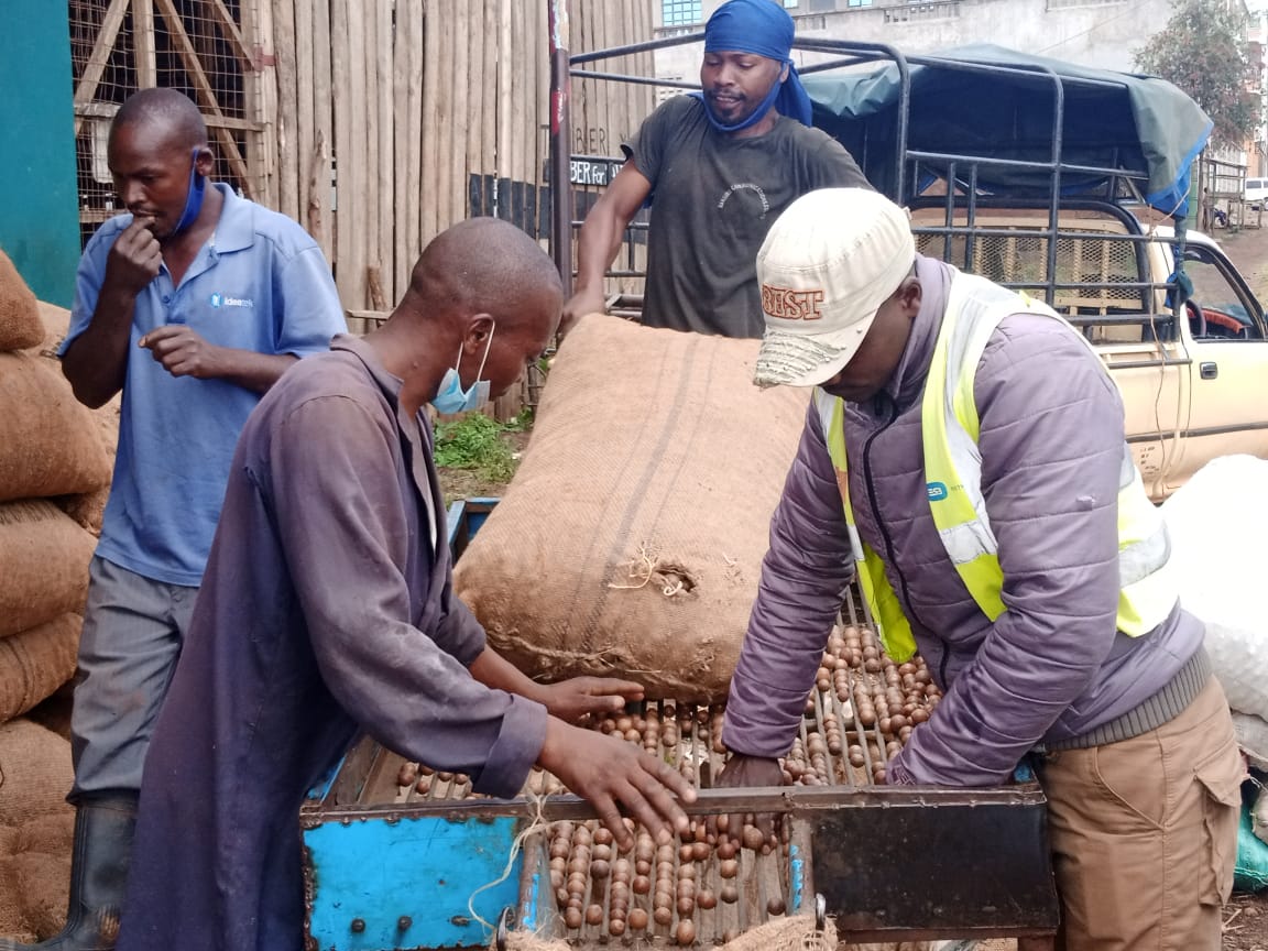 <strong>CS Kuria Lifts Ban on Exportation of Raw Macadamia</strong>