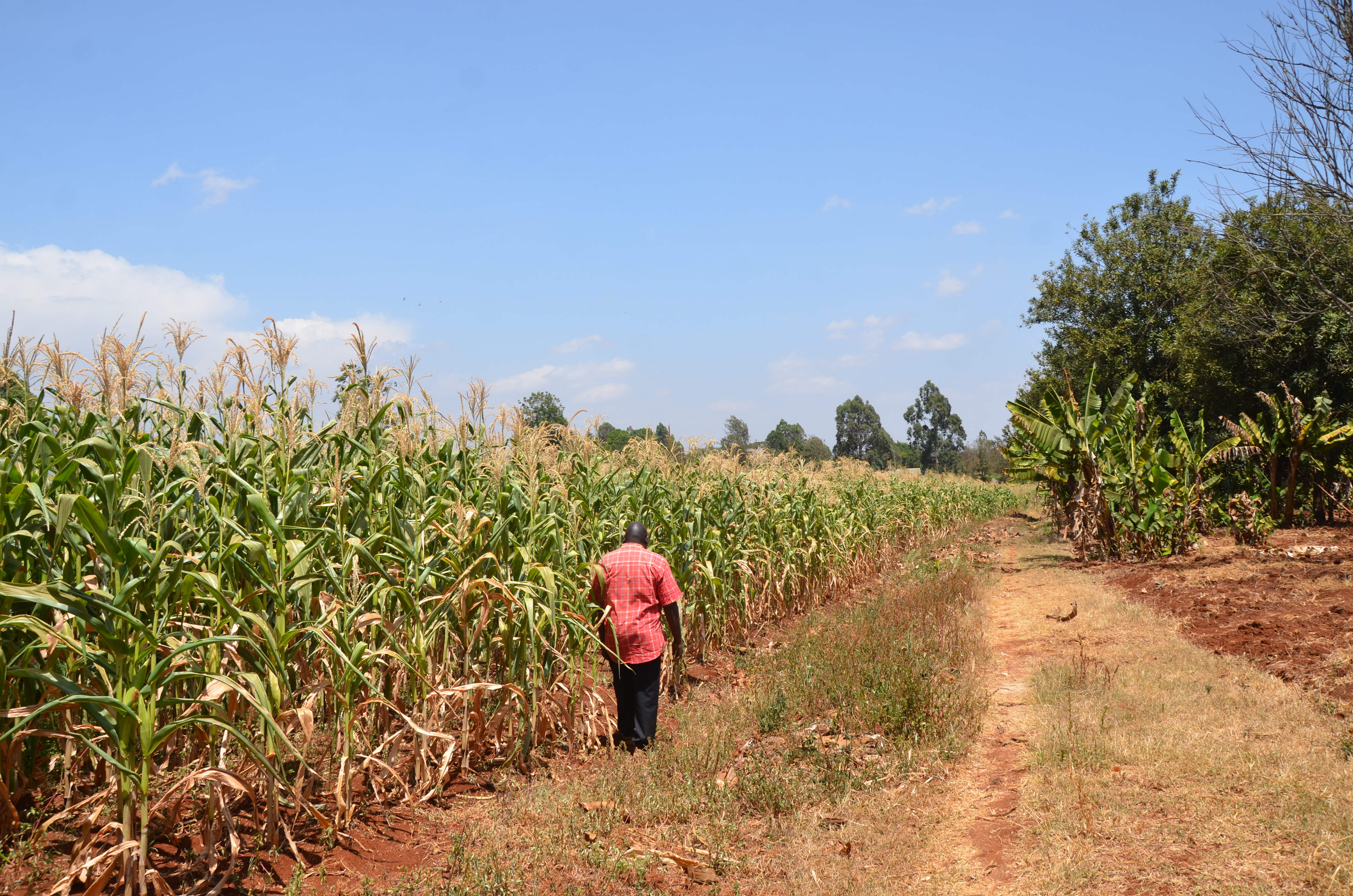 NGO asks State to rethink plans to lease Zambian farms for maize production