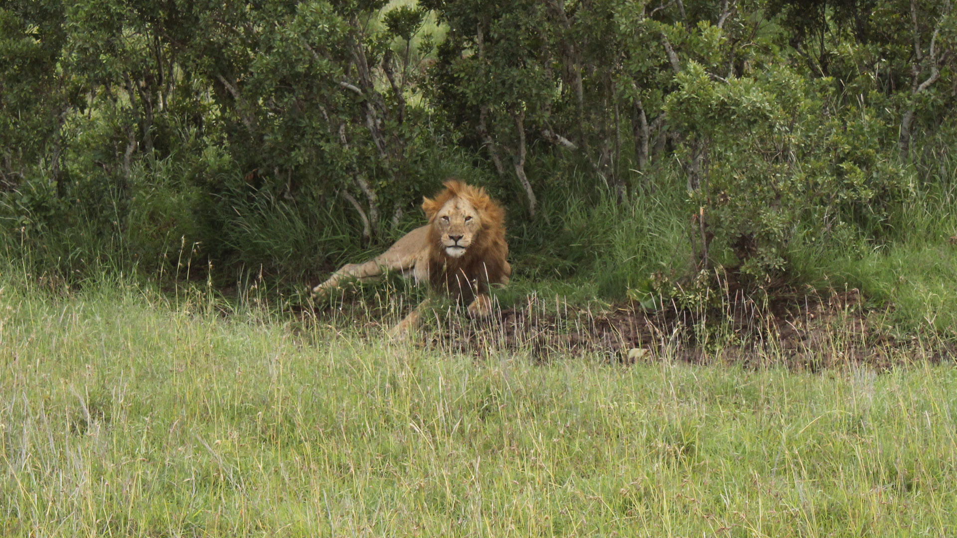Laikipia conservancies in race to beat climate-triggered biodiversity loss 