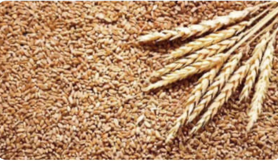 Amid Taliban outreach, India to boost food aid