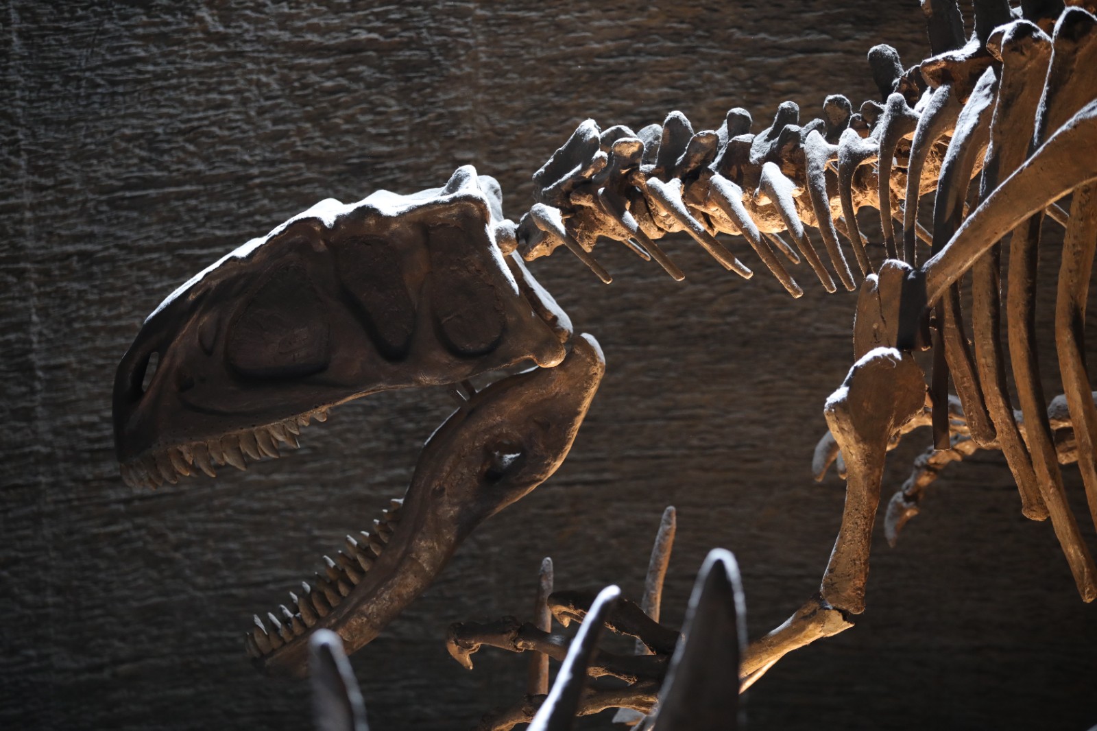 The National Natural History Museum of China