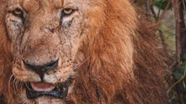 ‘Magnificent’ nomad lion passes away in Maasai Mara