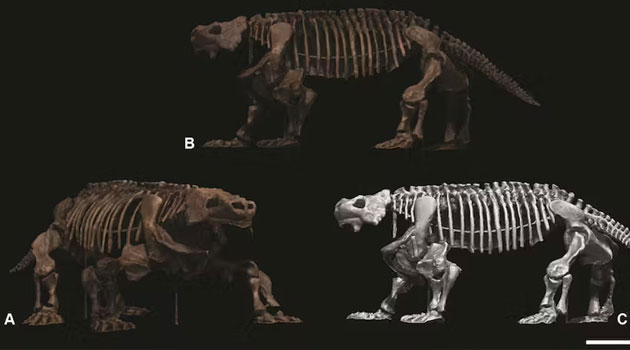 Meet the gigantic extinct ‘lizard’ that weighed as much as an adult black rhino