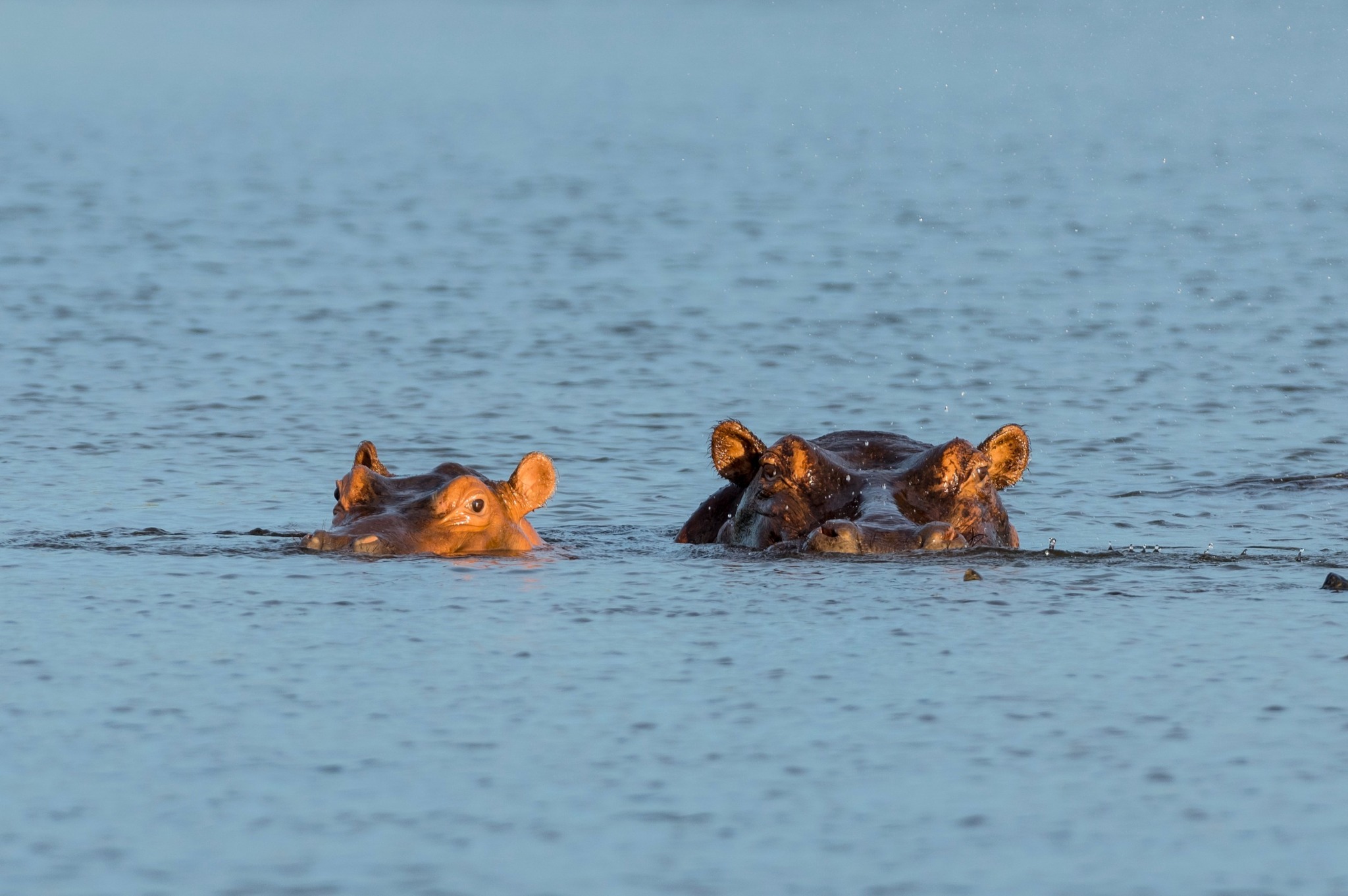 Bunyala fishermen express concern over rising hippo attacks