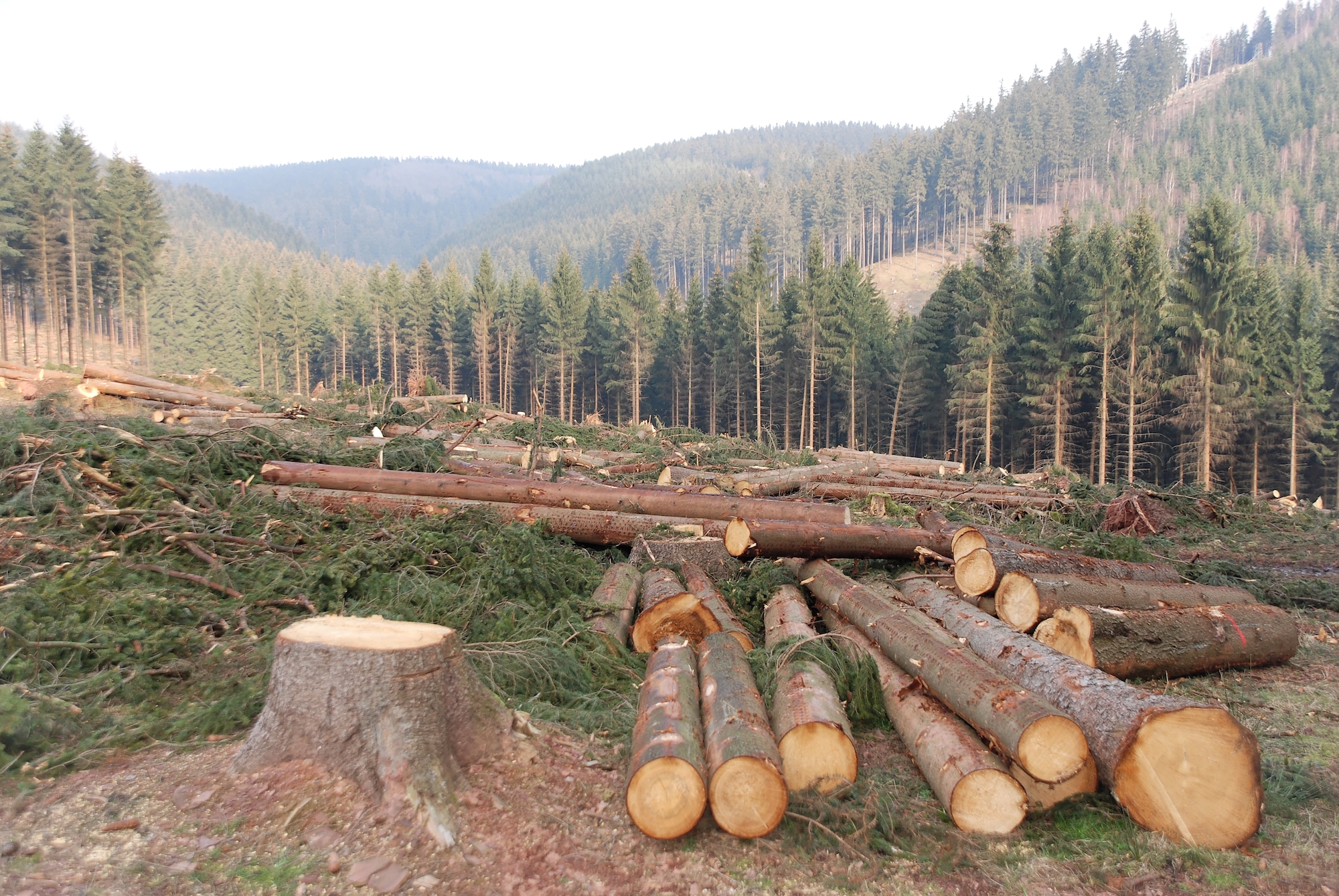 Why The Current Debate on Kenyan Forests Must Go Beyond the Timber Dollars
