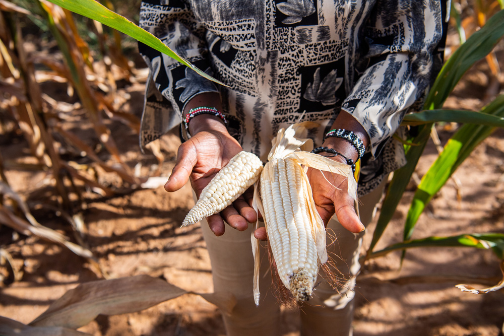 MPs begin scrutiny of proposal to protect maize farmers