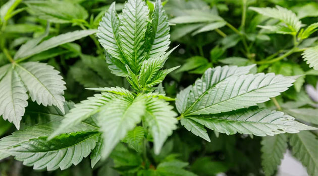 Cannabis is illegal in Nigeria but provides a living for families – study calls for rethink of drug laws