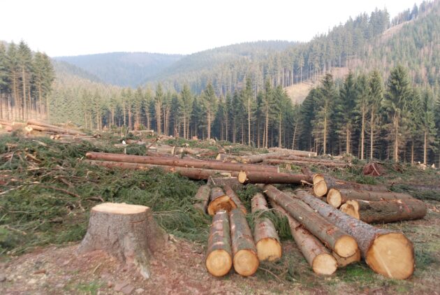 Relief and despair: repeal of logging ban divides Kenya