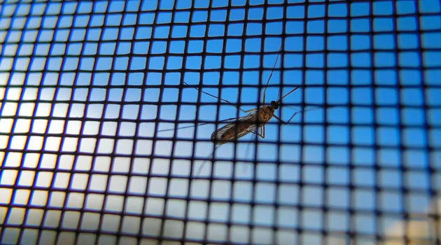 How genetically modifying mosquitoes could strengthen the world’s war on malaria