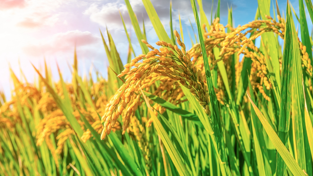 Chinese researchers discover key gene for rice yield increase