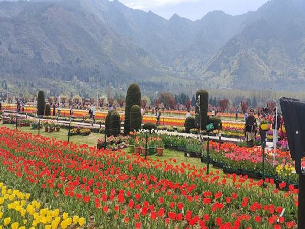 J-K: Srinagar’s Tulip Garden enters World Book of Records as Asia’s largest