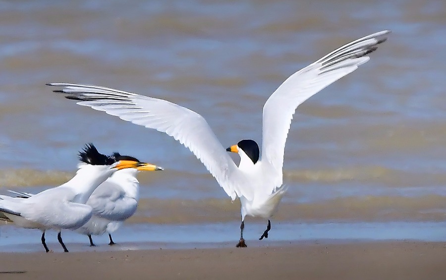 More protection urged for marine birds Chinese Young entrepreneurs taking to world of AI – China Daily
