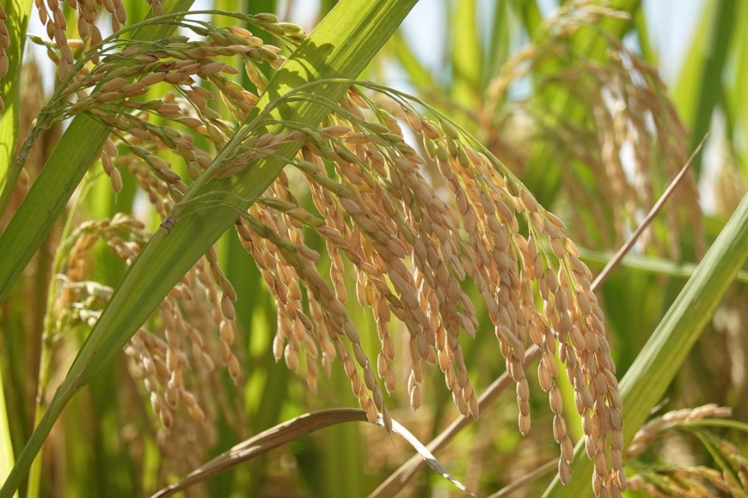 LBDA mops up 150 tonnes of rice in price stabilization move to avert losses