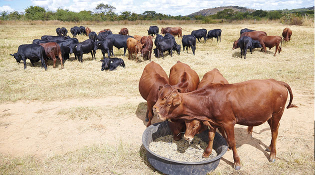 Kisumu orders livestock quarantine over foot and mouth disease outbreak