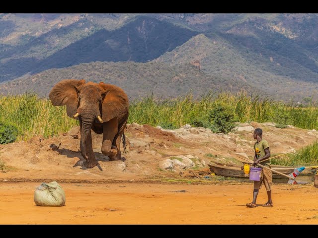 How bees protect residents from elephant invasion