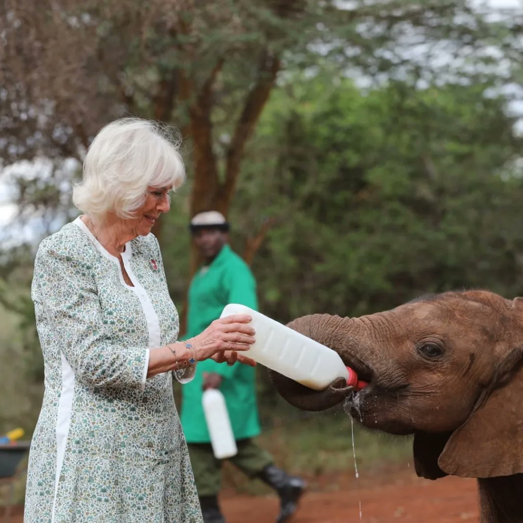 Queen Camilla feeds orphaned baby elephant during Kenya visit