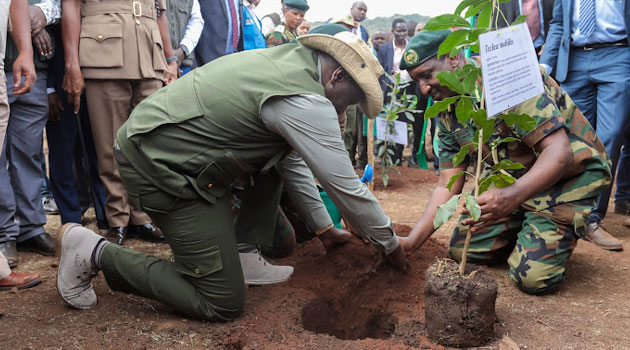 Kenyans get tree-planting holiday to plant 100 million seedlings
