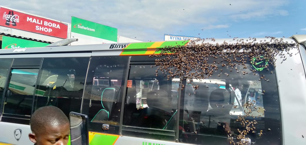 Mystery at Nyeri terminus as bees perch on matatu as passengers board