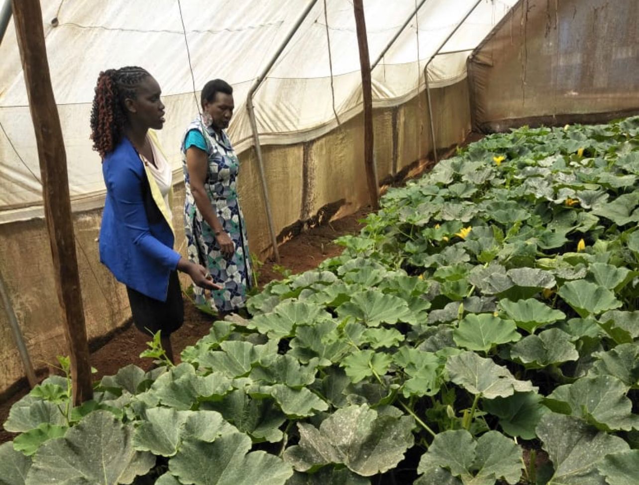 Kenya to Host African Indigenous Food System Expo on November 21