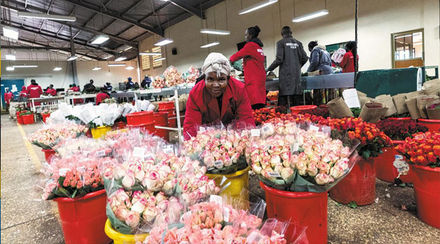 Kenya’s flower exporters lose 4.8 mln USD as Middle East conflict persists