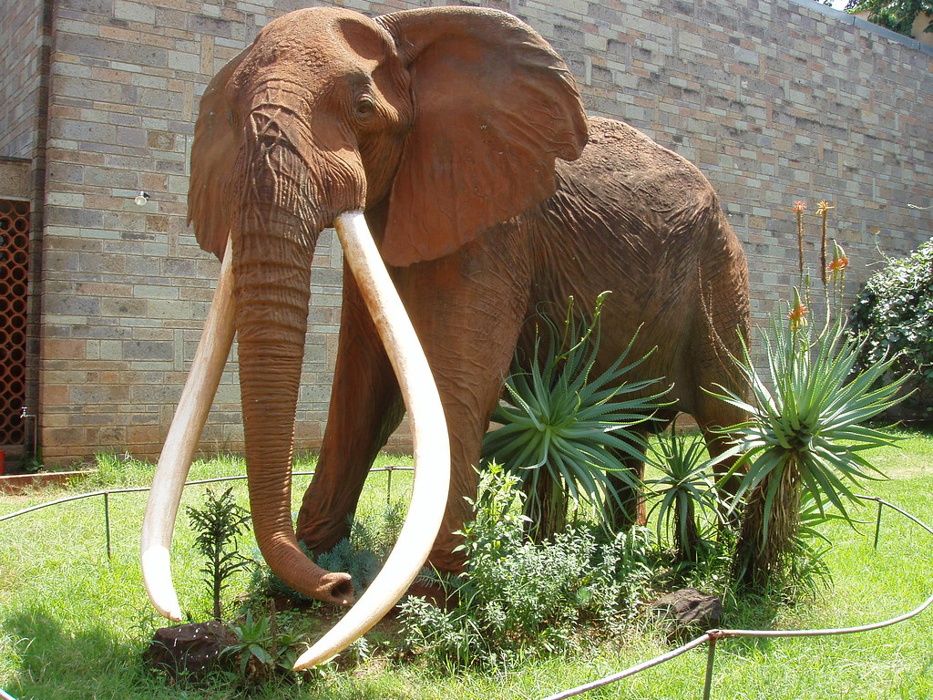 Google celebrates Ahmed the Kenyan elephant with a doodle