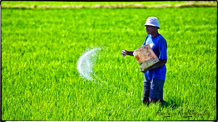 COP29: AI can help develop climate-resistant crops for Africa – but it shouldn’t be left in the hands of corporates