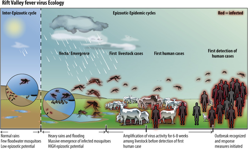 Kenya Confirms First Human Case of Rift Valley Fever Amid Mosquito Population Surge