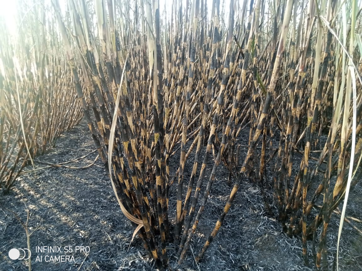 Fire razes Sh7.5mn worth of sugar cane at Chemilil Sugar Company