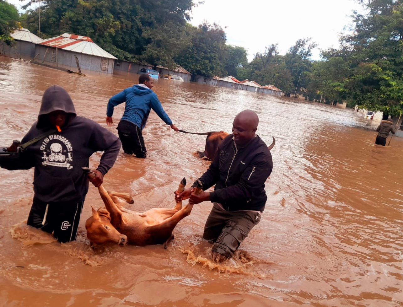 Vets warn El Niño could hit livestock sector hard