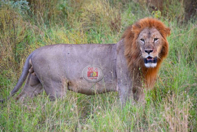 PICTURE STORY: A Glimpse into the Tsavo National Parks