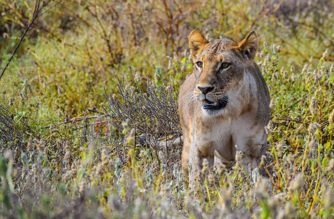Ugandan lions’ 1.5km dash across water a drive to find mates: study
