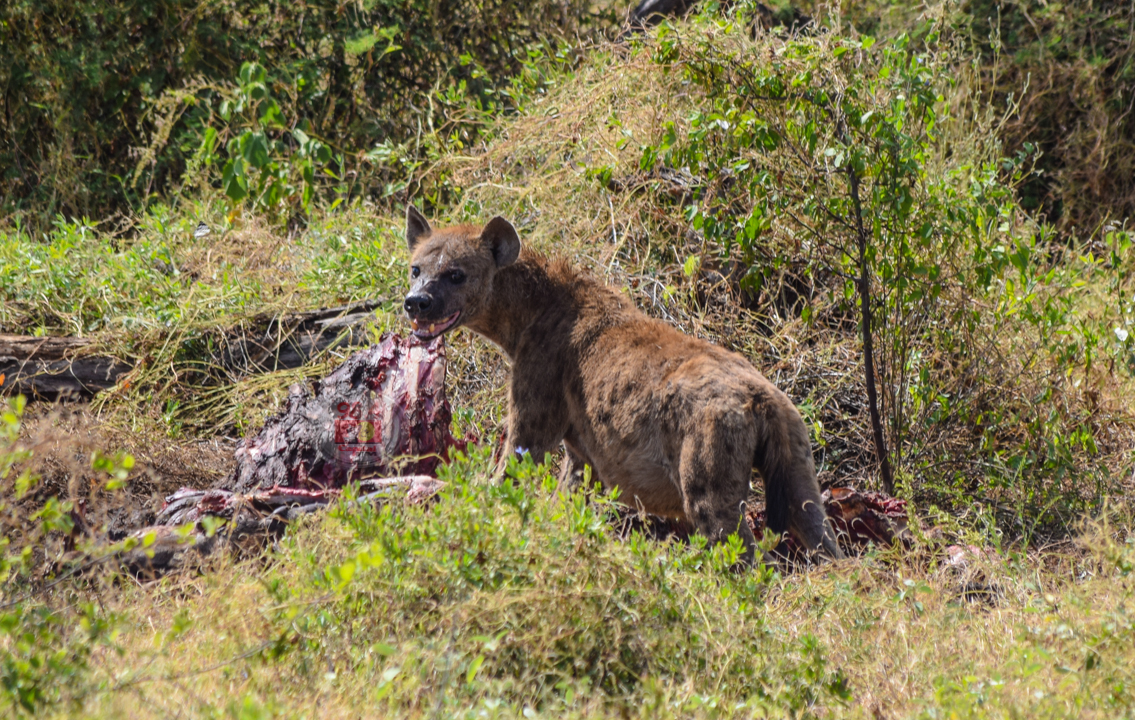 Destructive hyena captured in Migori