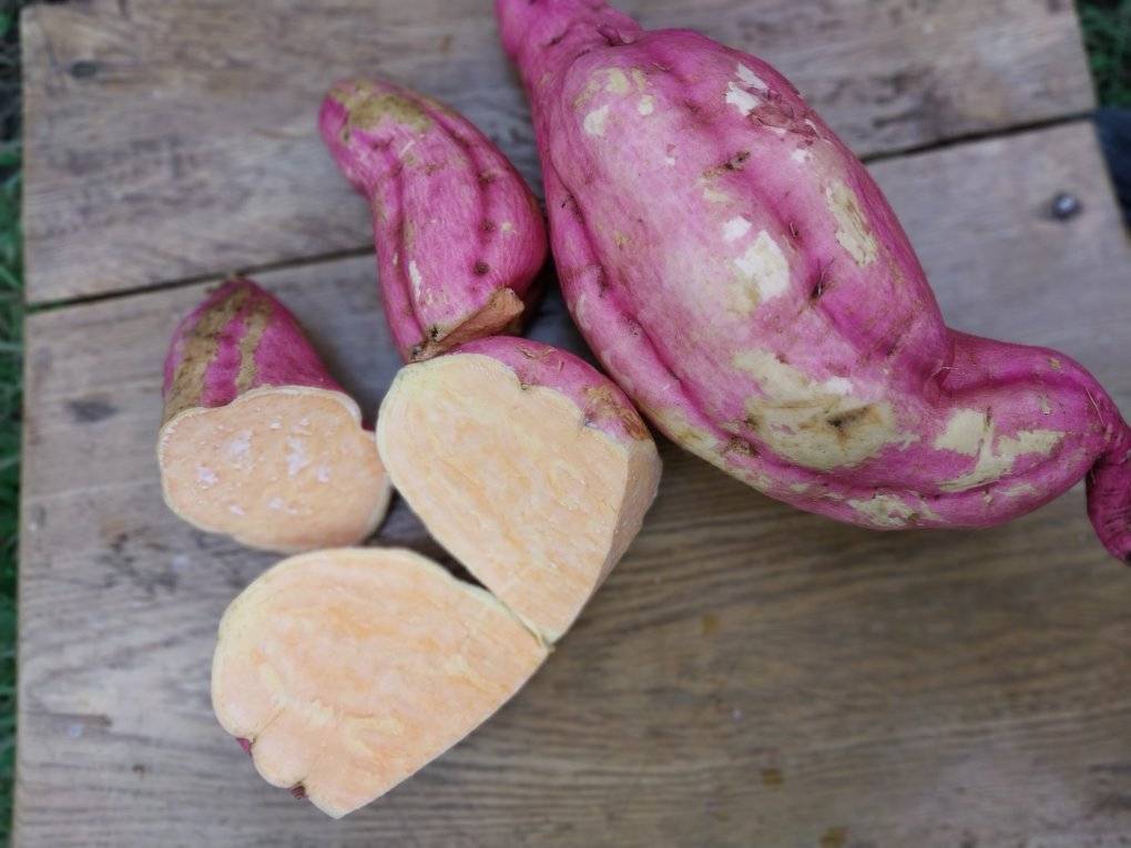 WFP Introduces orange fleshed Sweet potato to supplement school feeding program in Nyatike
