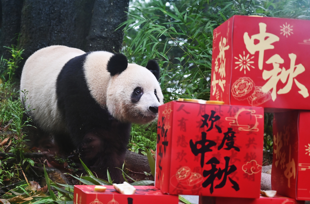 Giant pandas ‘celebrate’ Mid-Autumn Festival in Sichuan