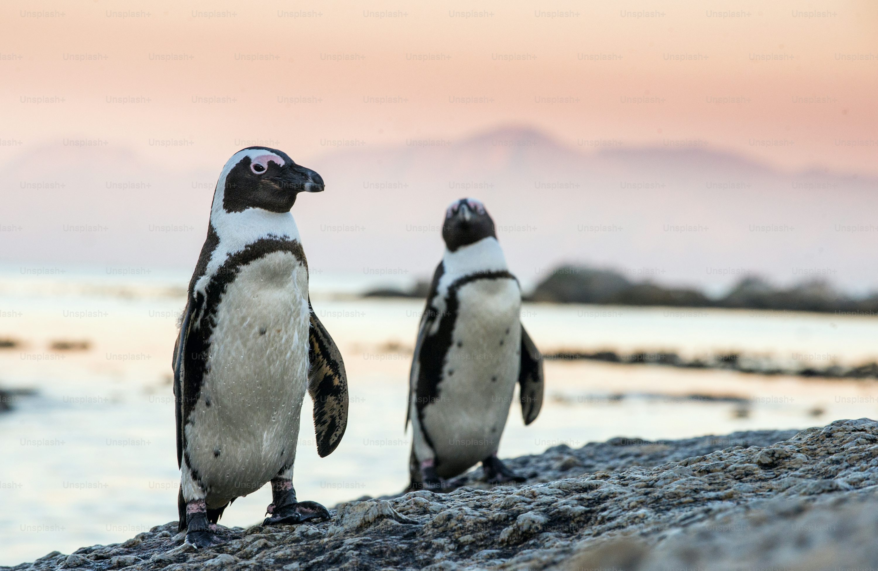 African penguins could be extinct by 2035 – how to save them