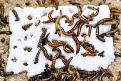 Plastic-eating insect discovered in Kenya