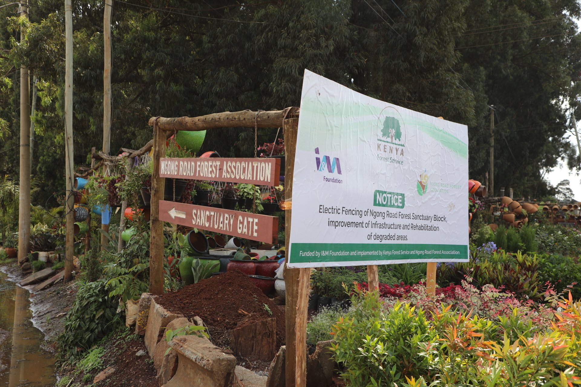 Government launch reforestation in Mukogodo forest