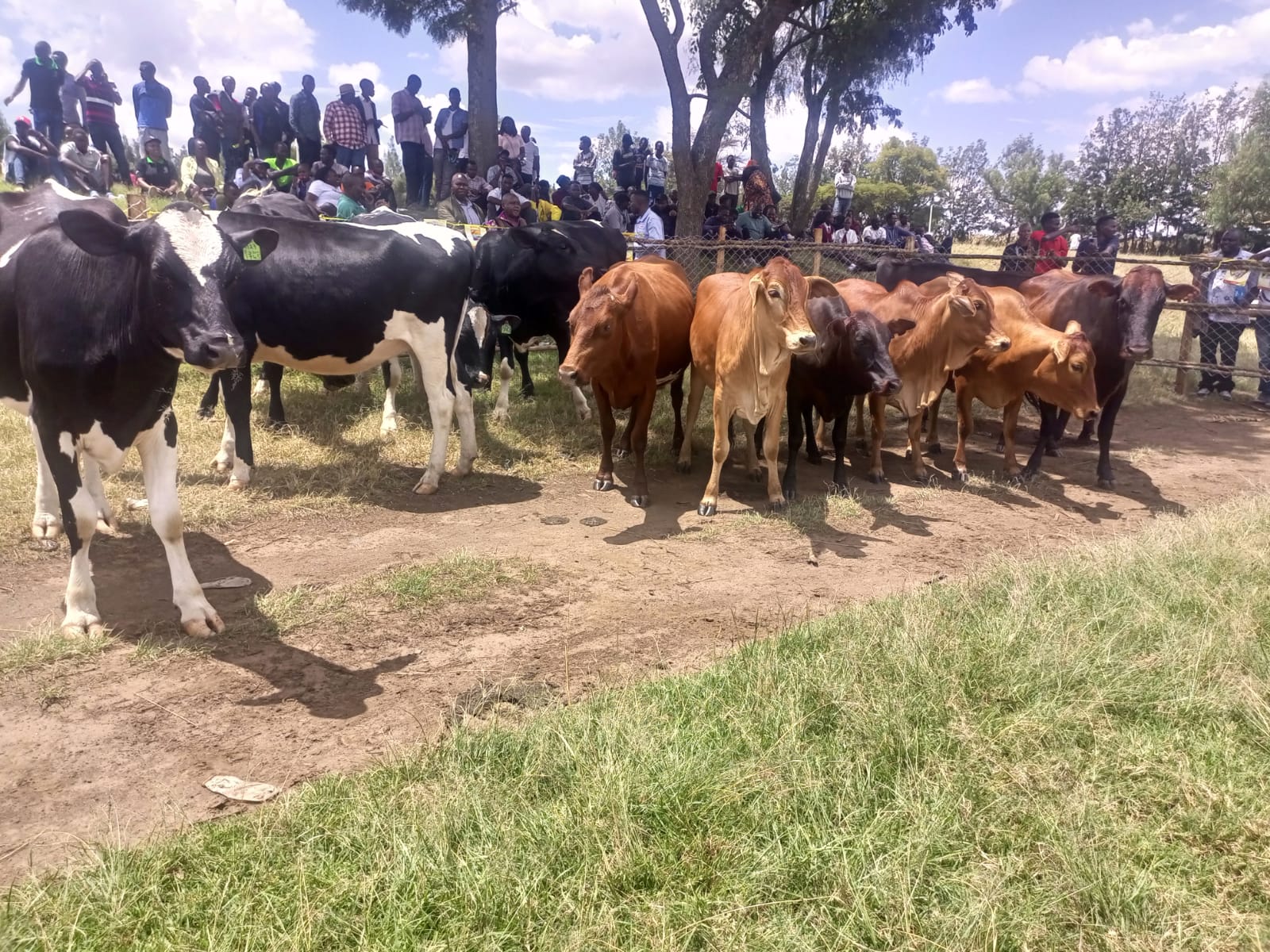 Impose Quarantines for Livestock Disease Control- African Countries urged