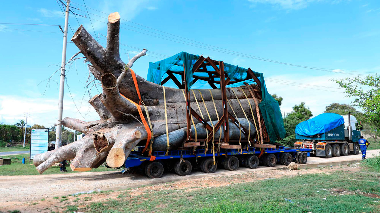 Baobab is a superfood with growing global demand – that’s bad news for the sacred African tree