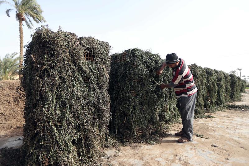 Feature: Egypt’s ancient herbs bloom into promising modern industry