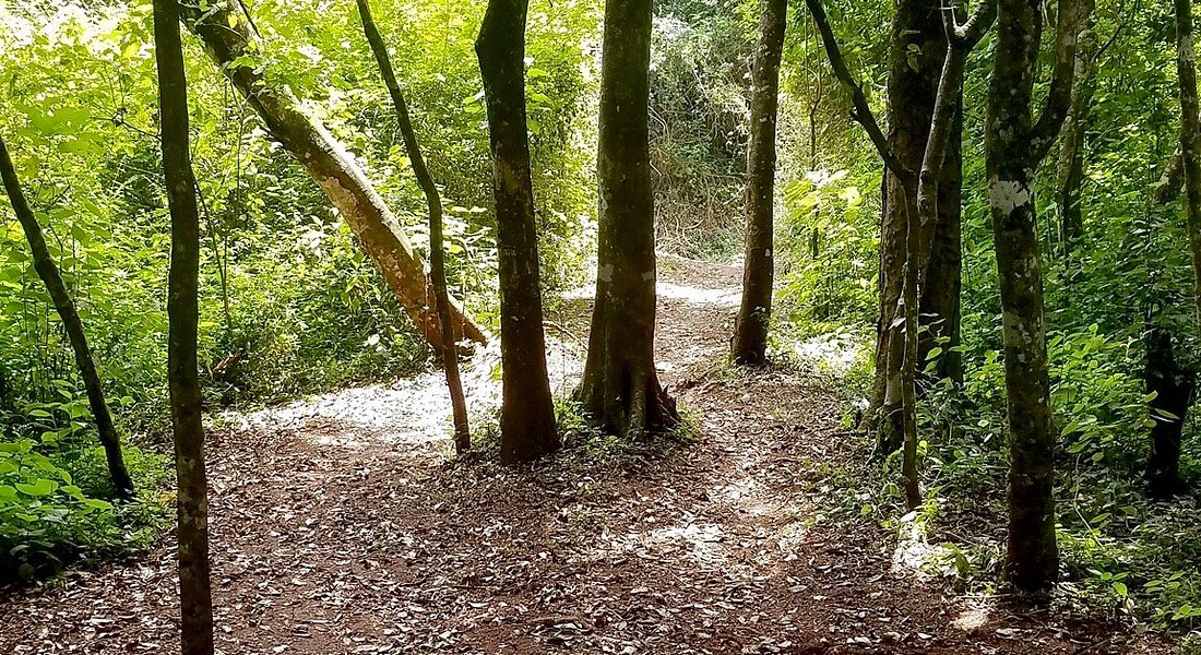 Court halts Ngong Road Forest road project pending September ruling