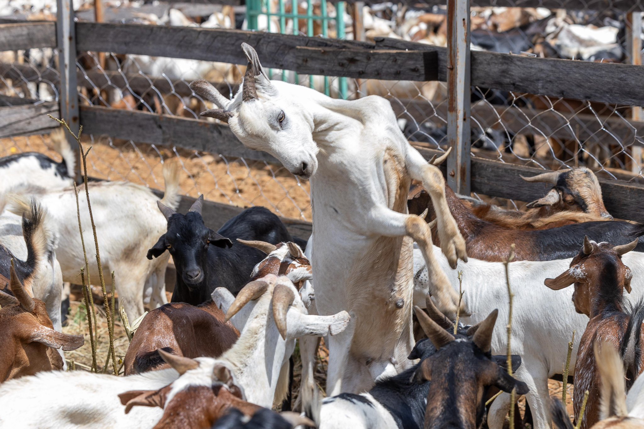 Govt finalises pilot livestock vaccination campaign in 5 counties ahead of national exercise