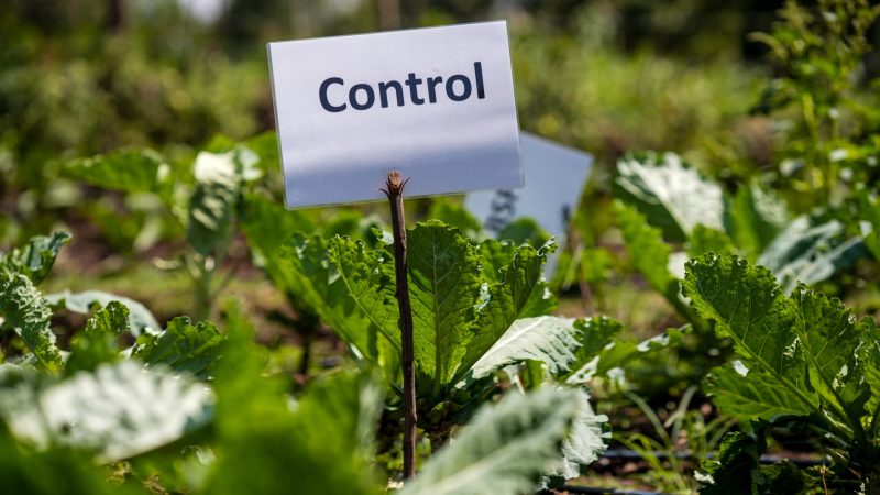 Planting Seeds of Change: How Kenyan Youth Are Redefining Farming