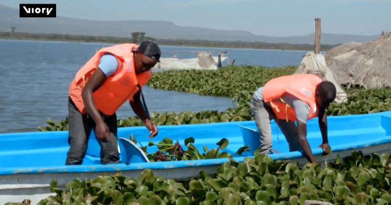 (WATCH) Kenyan startup turns ‘invasive’ water hyacinth into biodegradable plastics