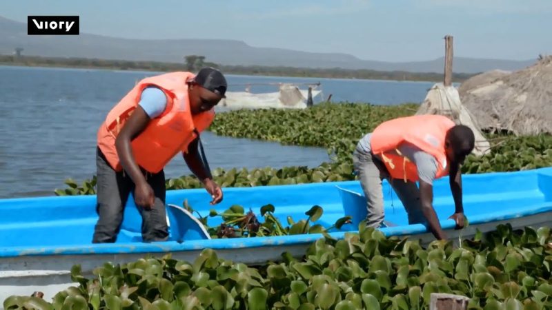 (WATCH) Kenyan startup turns ‘invasive’ water hyacinth into biodegradable plastics